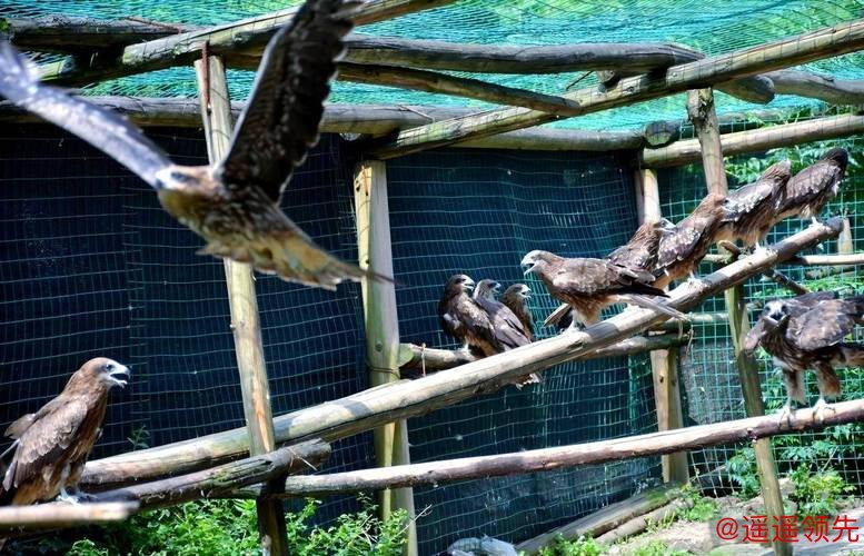 36胜负联盟垫底！顶薪双病号压身拒绝重建，老鹰成最大赢家